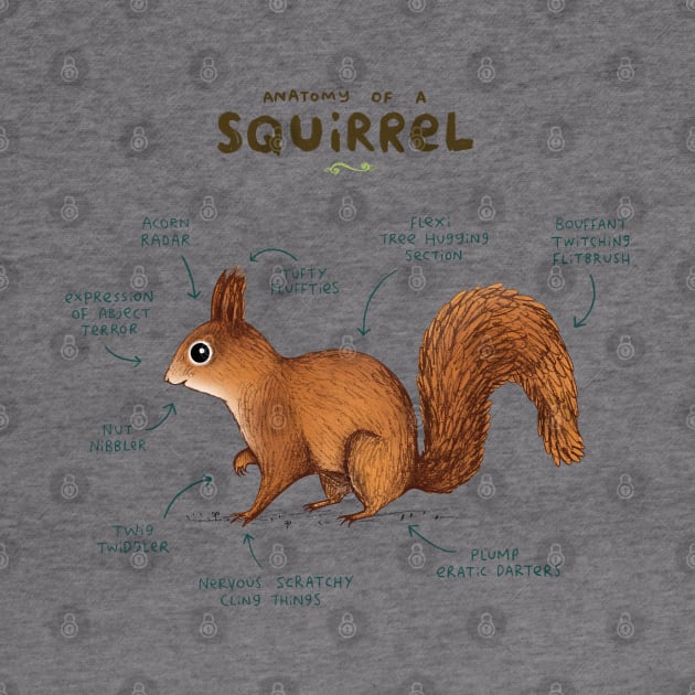 Anatomy of a Squirrel by Sophie Corrigan